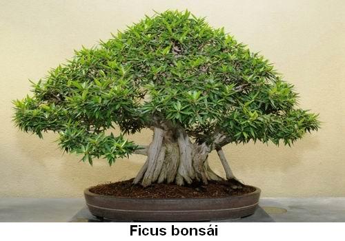 Ficus bonsái.jpg